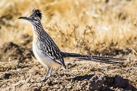 The roadrunners - Roadrunners are opportunistic predators that have quite a varied diet. “They will pretty much eat anything that is alive and that they can swallow,” said Troy Corman, the avian monitoring ...